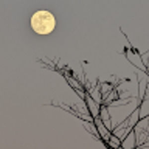 Meet your Posher, Nelba